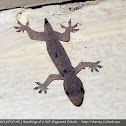 Philippine House Lizard