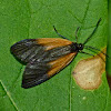 Orange-patched smoky moth