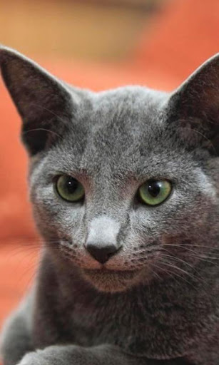 러시아어 블루 고양이 배경 화면