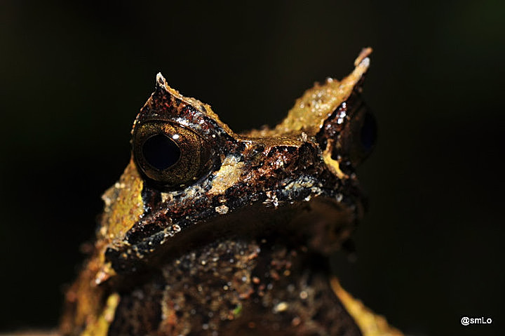Mindanao Horned Frog