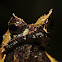 Mindanao Horned Frog