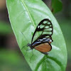 Lavinia Clearwing butterfly