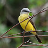 Suiriri-de-garganta-branca(White-throated Kingbird)