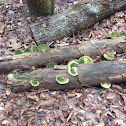 Turkey tails