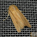 Owlet Moth