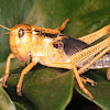 Migratory locust (Nymph)