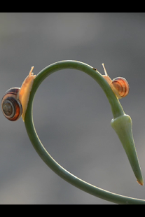 How to get Snail Race by V.Mishchenko lastet apk for pc