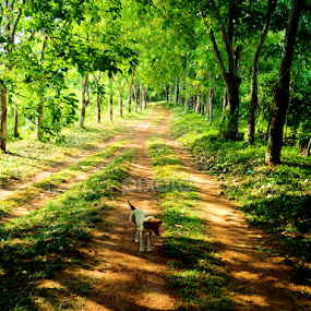 Spring time by Uthpala Kuruppuarachchi - City,  Street & Park Neighborhoods