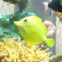 Yellow Tang or Surgeonfish