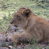 African Lion ( Family )