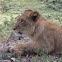 African Lion ( Family )