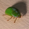 Syzigium leaf beetle