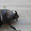 european rhinoceros beetle; escarabajo rinoceronte europeo