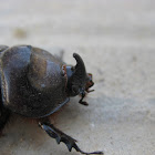 european rhinoceros beetle; escarabajo rinoceronte europeo