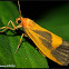 Lead-colored Lichen Moth