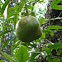 Mangrove apples
