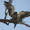(Mating) Swainson's Hawks