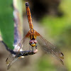 Great Chaser Dragonfly