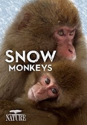 Snow Monkeys