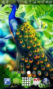 How to install Beautiful Peacock Live Wallpap lastet apk for bluestacks