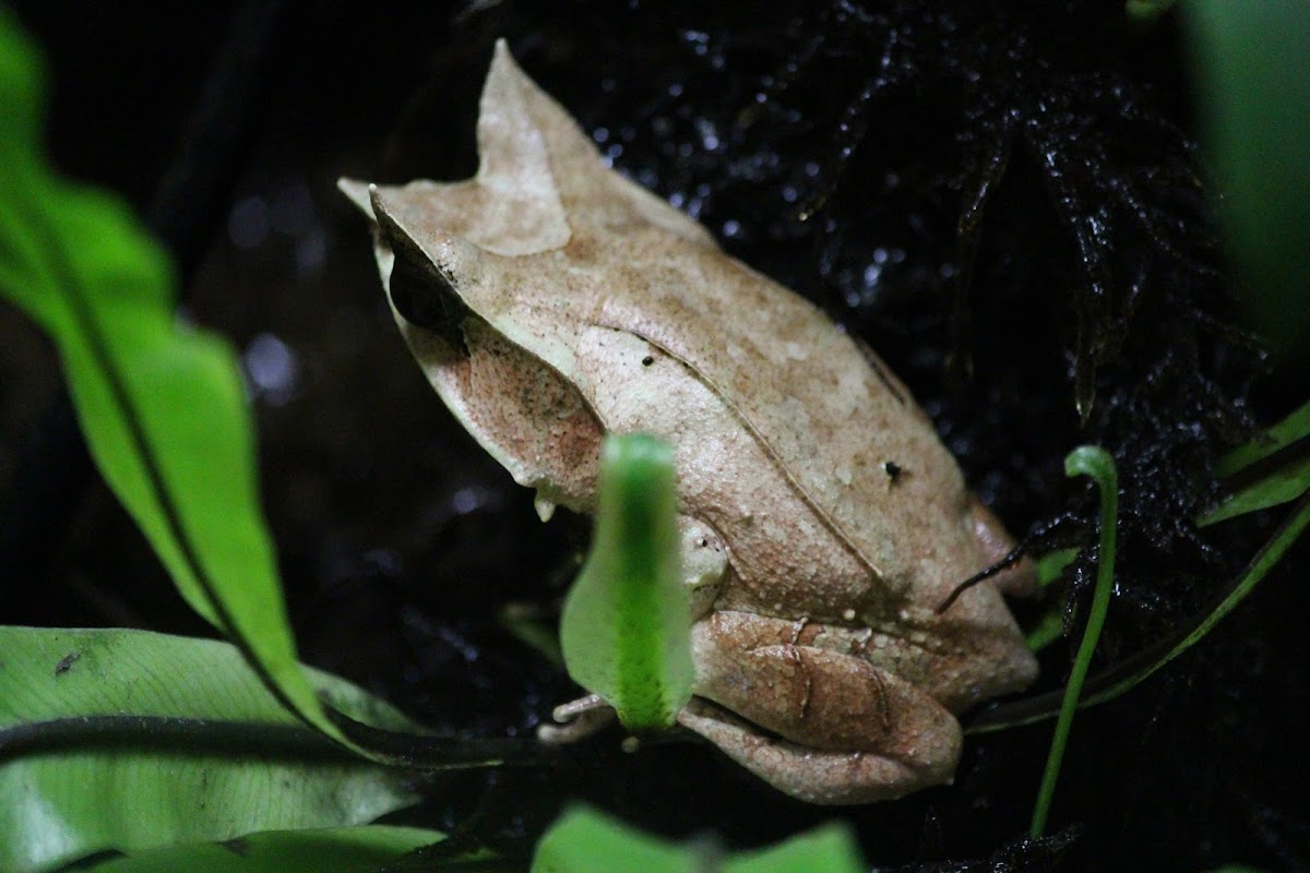 Malayan Horned Frog