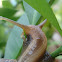 Garden snail