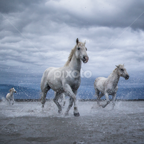 Camargue in Camargue by Federico Lenzi - Animals Horses