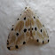 Dotted Moth