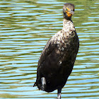 Double Crested Cormorant.
