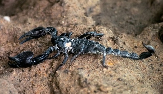 Giant Forest Scorpion