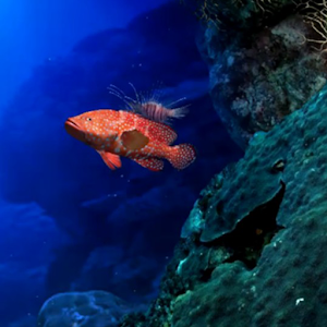 Aquarium Life HD LWP 1.1 Icon
