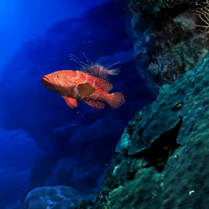 Aquarium Life HD LWP logo