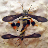 Tiger Moths - mating pair