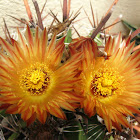 Cactus Biznaga