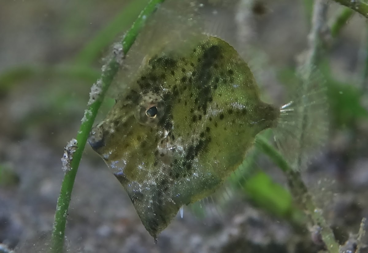 Diamond Filefish