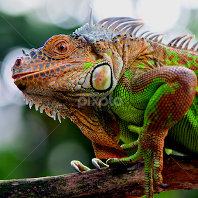 Green Iguana by Ajar Setiadi - Animals Reptiles