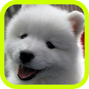 Cute Puppies  Icon