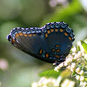 Red-spotted Purple (