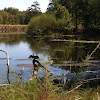 Anhinga