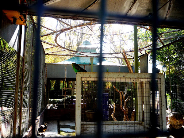 Periquito. Budgerigar | Project Noah