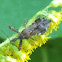 Assassin Bug