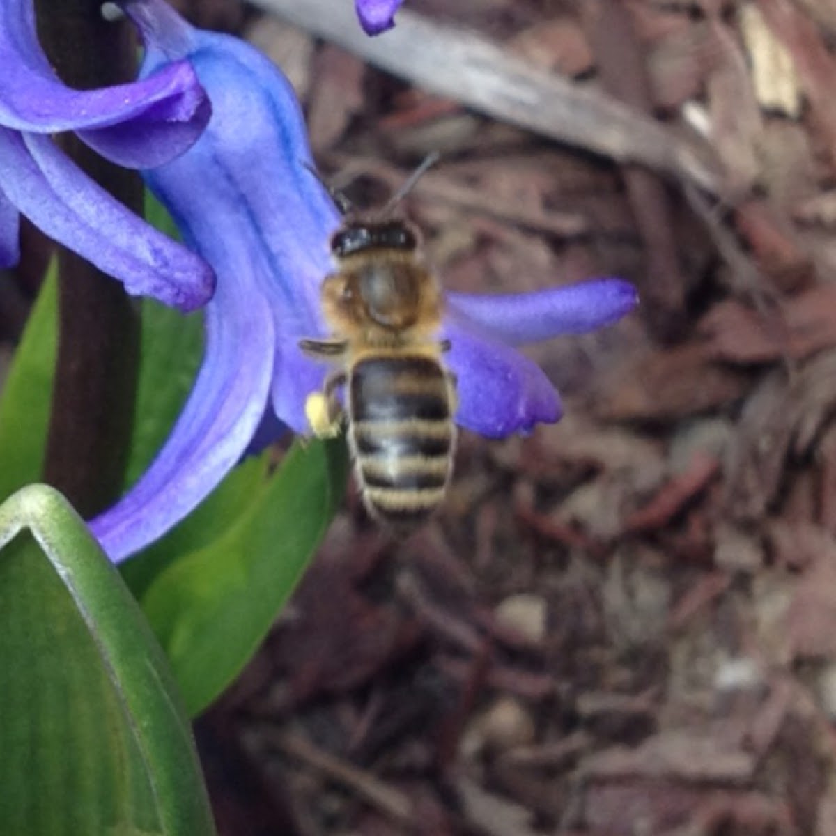 Honey Bee Project Noah