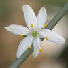 Spider plant flower