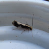 Skunkback Monopis Moth