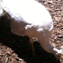 White peafowl