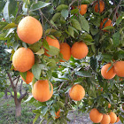 Naranjo o naranjo dulce