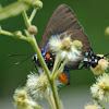 Great Purple Hairstreak.    Male