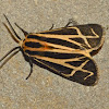 Harnessed tiger moth