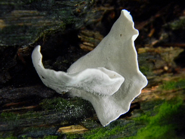 unidentified fungus