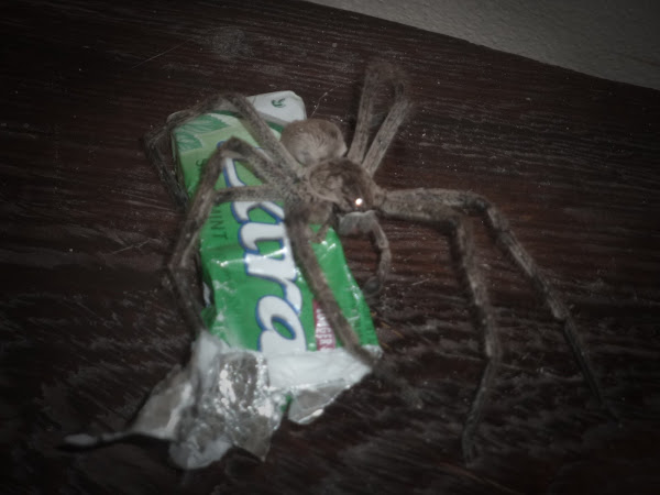 Huntsman Spider | Project Noah